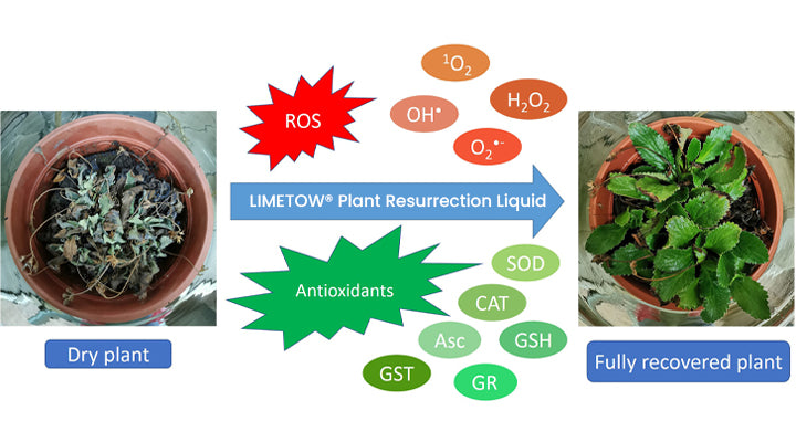 LIMETOW® Plant Resurrection Liquid image LIMETOW® Plant Resurrection Liquid
