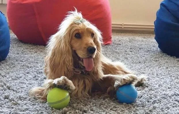 Peppy Pet Ball Interactive Toy