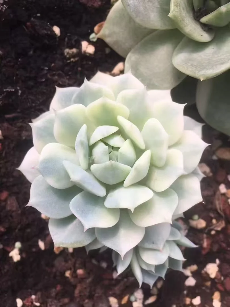 plant Aeonium Echeveria Haworthia  Caudex  Lithops Cactus  Agave 