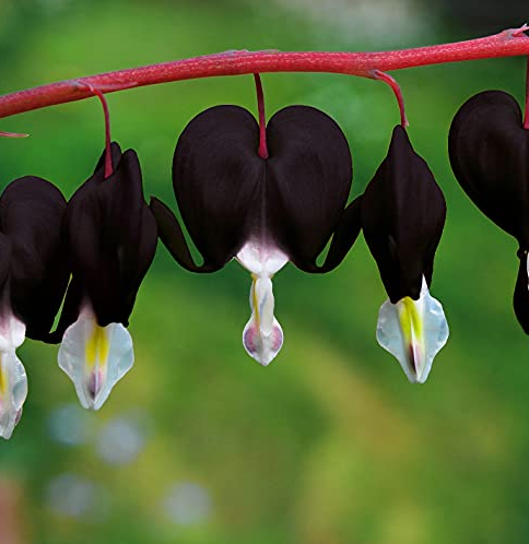 Bleeding Heart Seeds