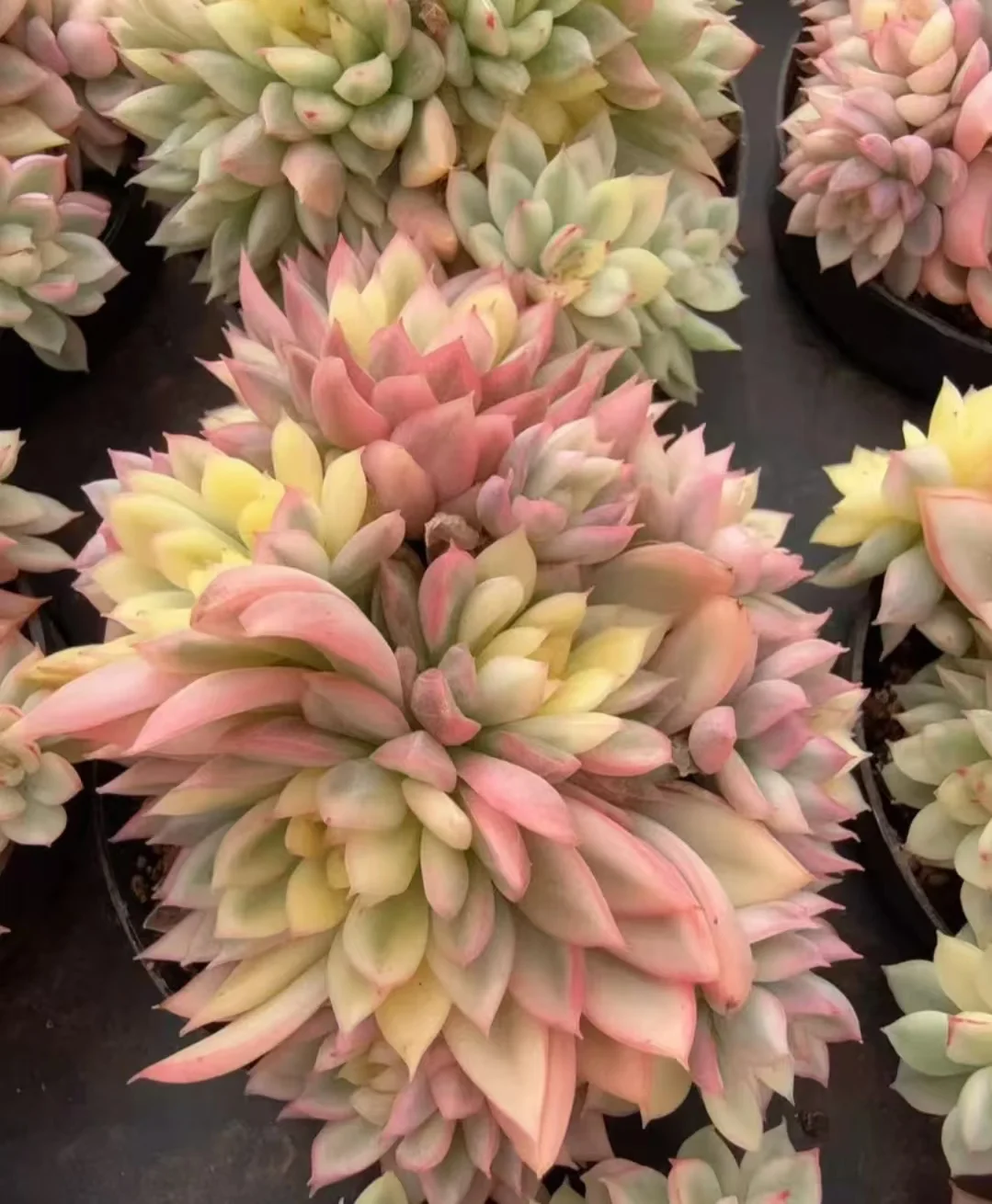 plant Aeonium Echeveria Haworthia  Caudex  Lithops Cactus  Agave 