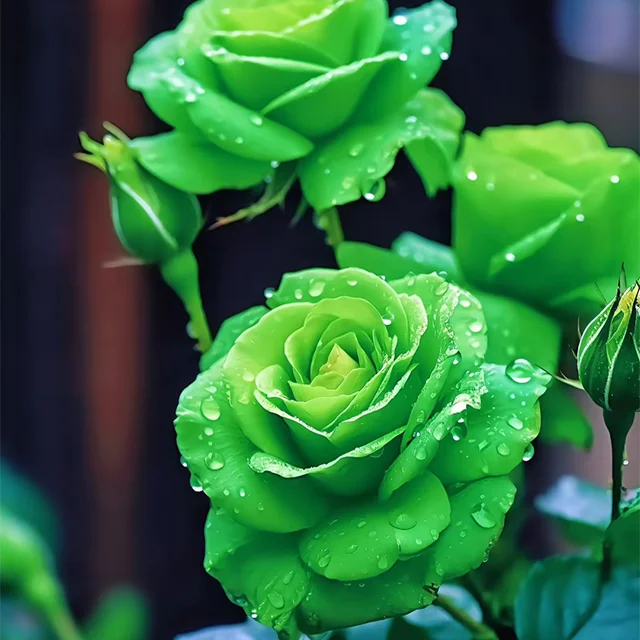 Rare Green Rose Flower Seeds