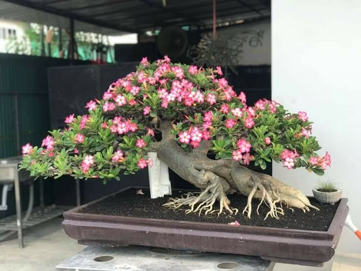 This may contain: a bonsai tree with pink flowers growing out of it