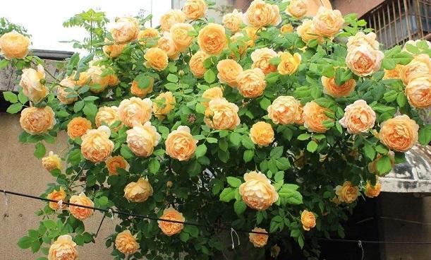 Can't tell roses from Chinese roses? Pay attention to these points and you can also be a "