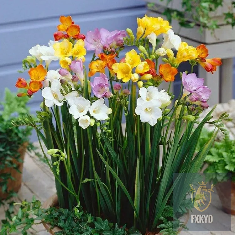 ߒFreesia Bulbs